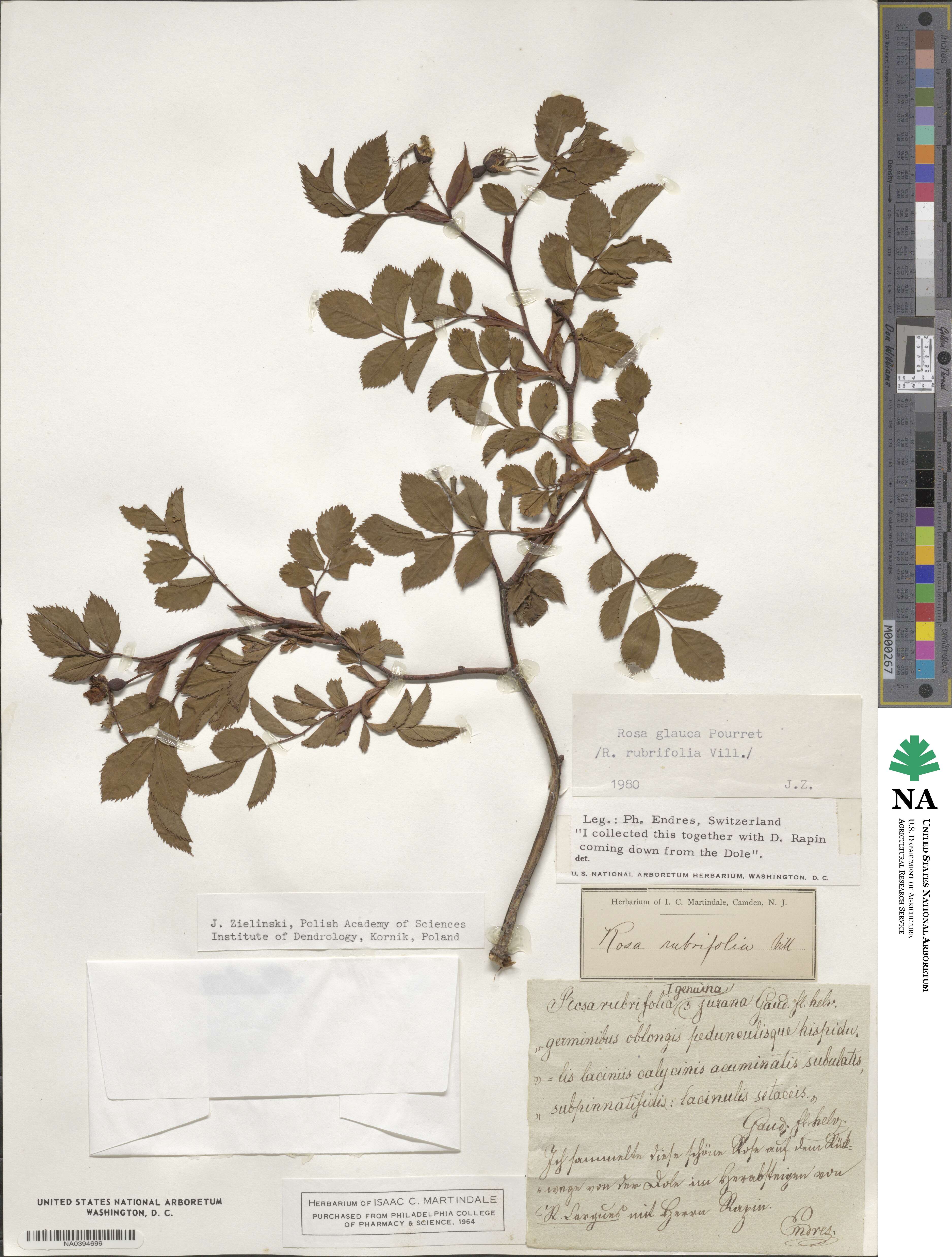 Rosa glauca image
