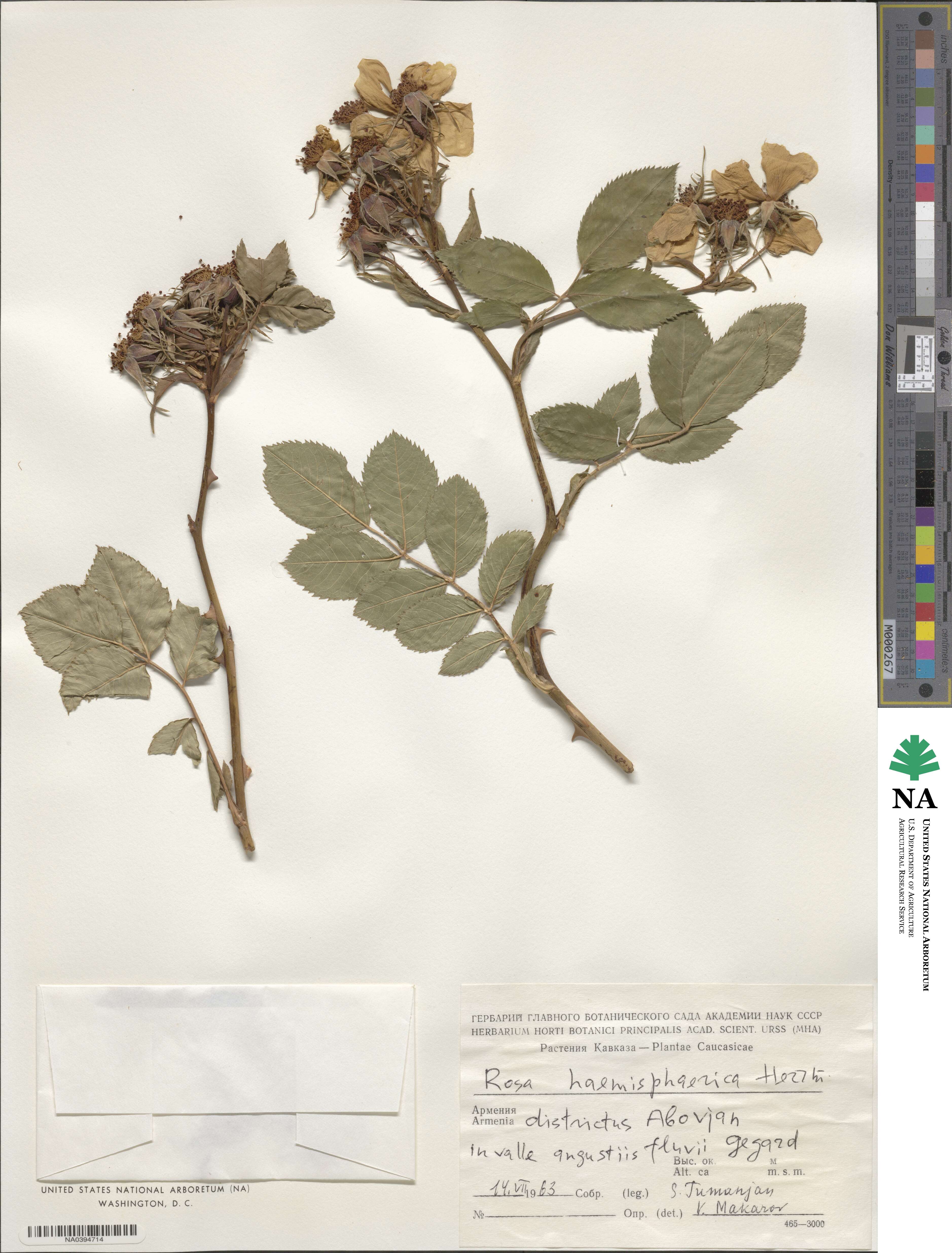 Rosa haemisphaerica image