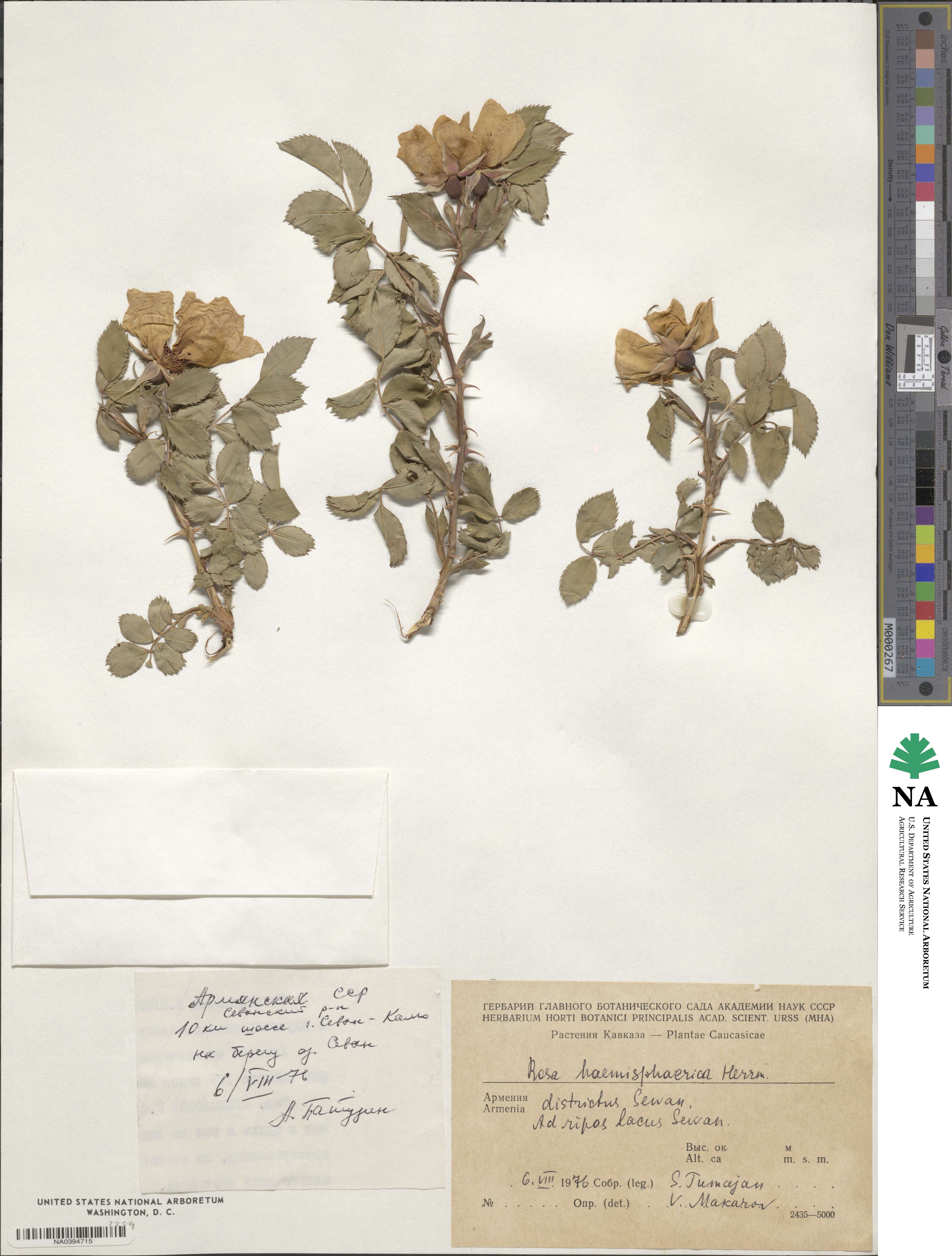 Rosa haemisphaerica image