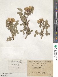 Rosa haemisphaerica image