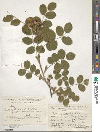 Rosa marginata image