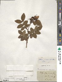 Rosa marginata image