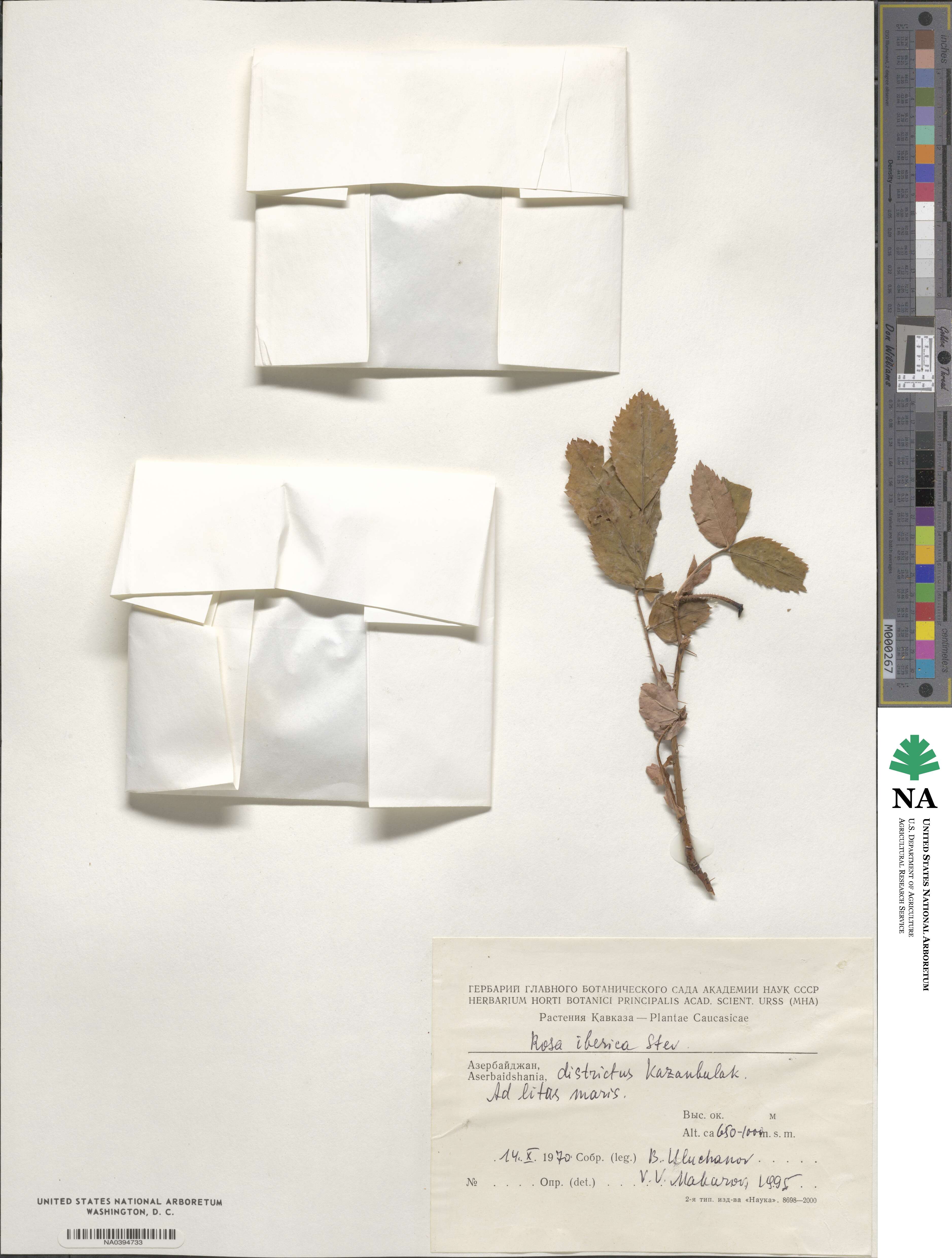 Rosa iberica image