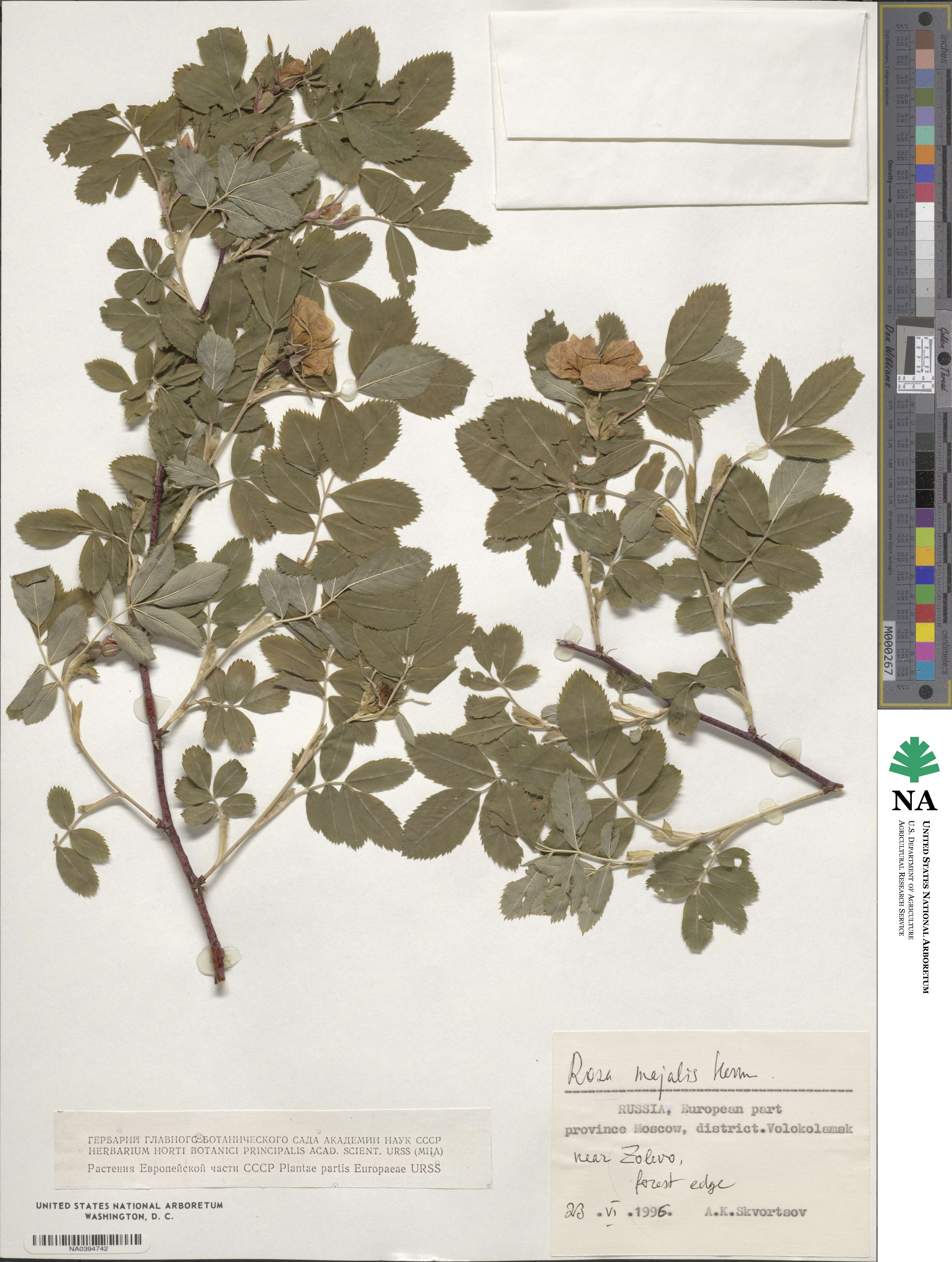 Rosa majalis image