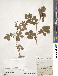 Rosa micrantha image