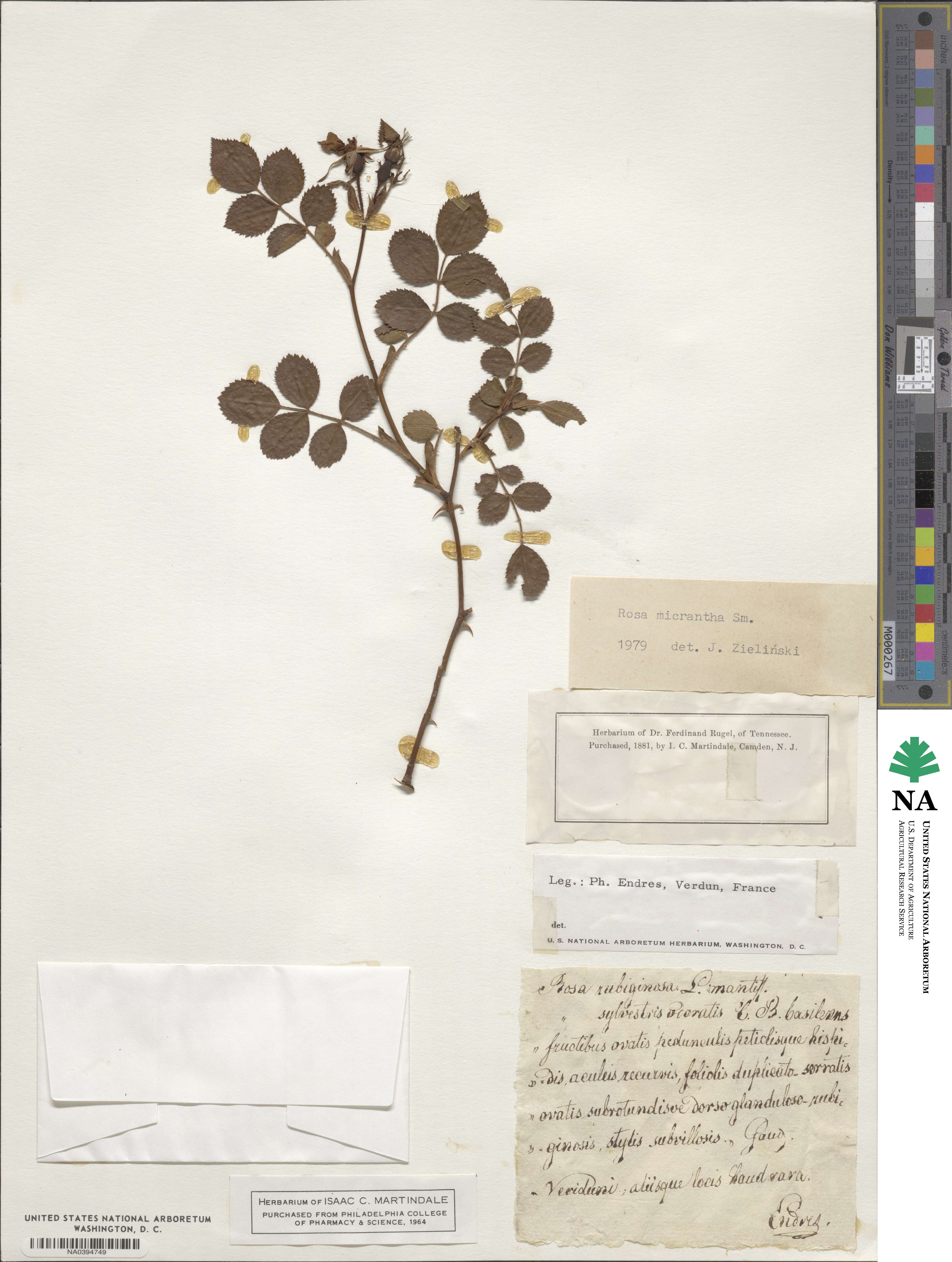 Rosa micrantha image