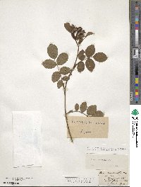 Rosa micrantha image