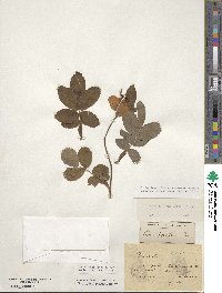 Rosa nutkana image