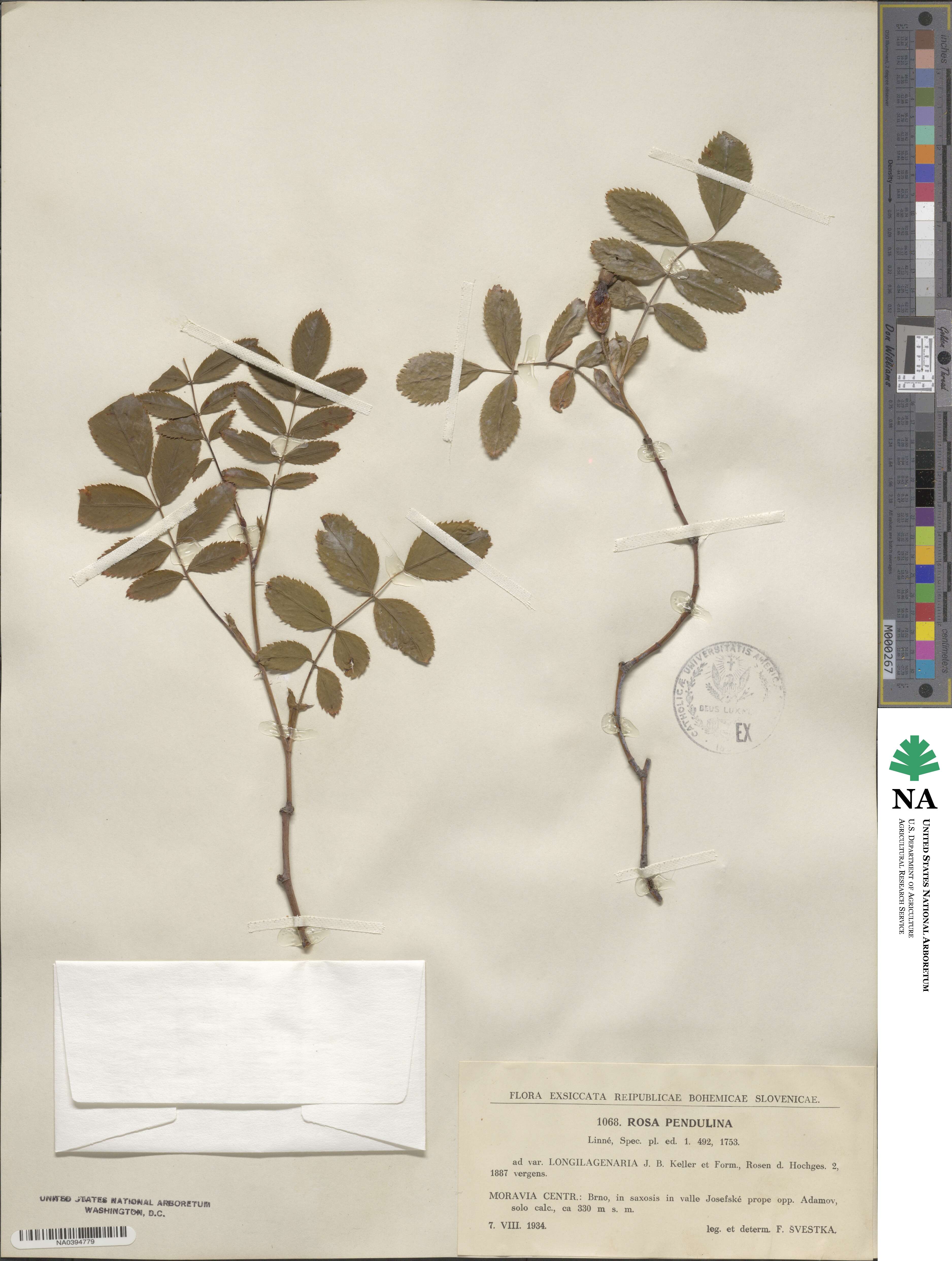 Rosa pendulina image