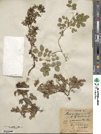 Rosa rubiginosa image