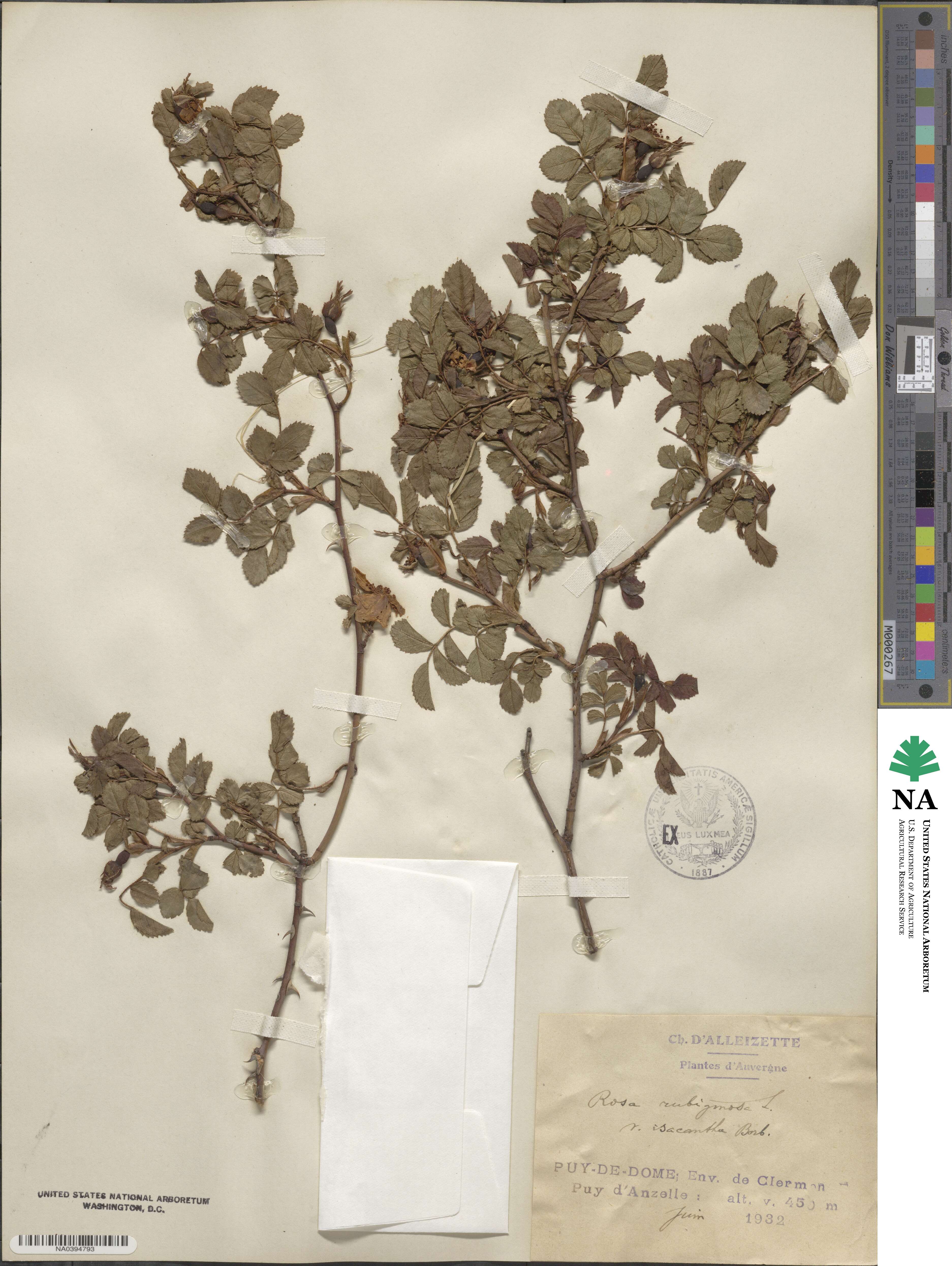 Rosa rubiginosa image