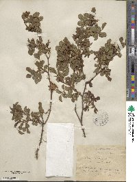 Rosa rubiginosa image