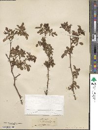 Rosa rubiginosa image