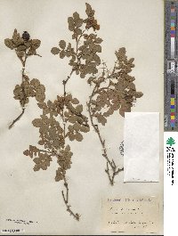 Rosa rubiginosa image