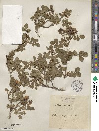 Rosa rubiginosa image