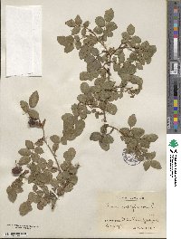 Rosa rubiginosa image