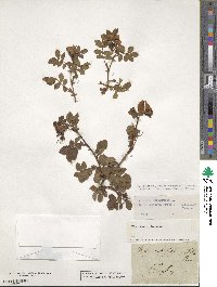 Rosa rubiginosa image