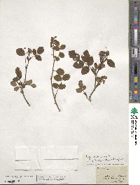 Rosa rubiginosa image