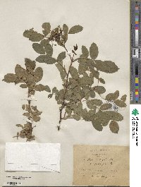 Rosa glauca image