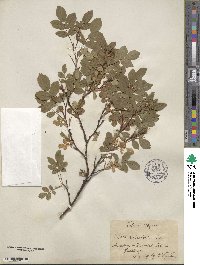 Rosa glauca image