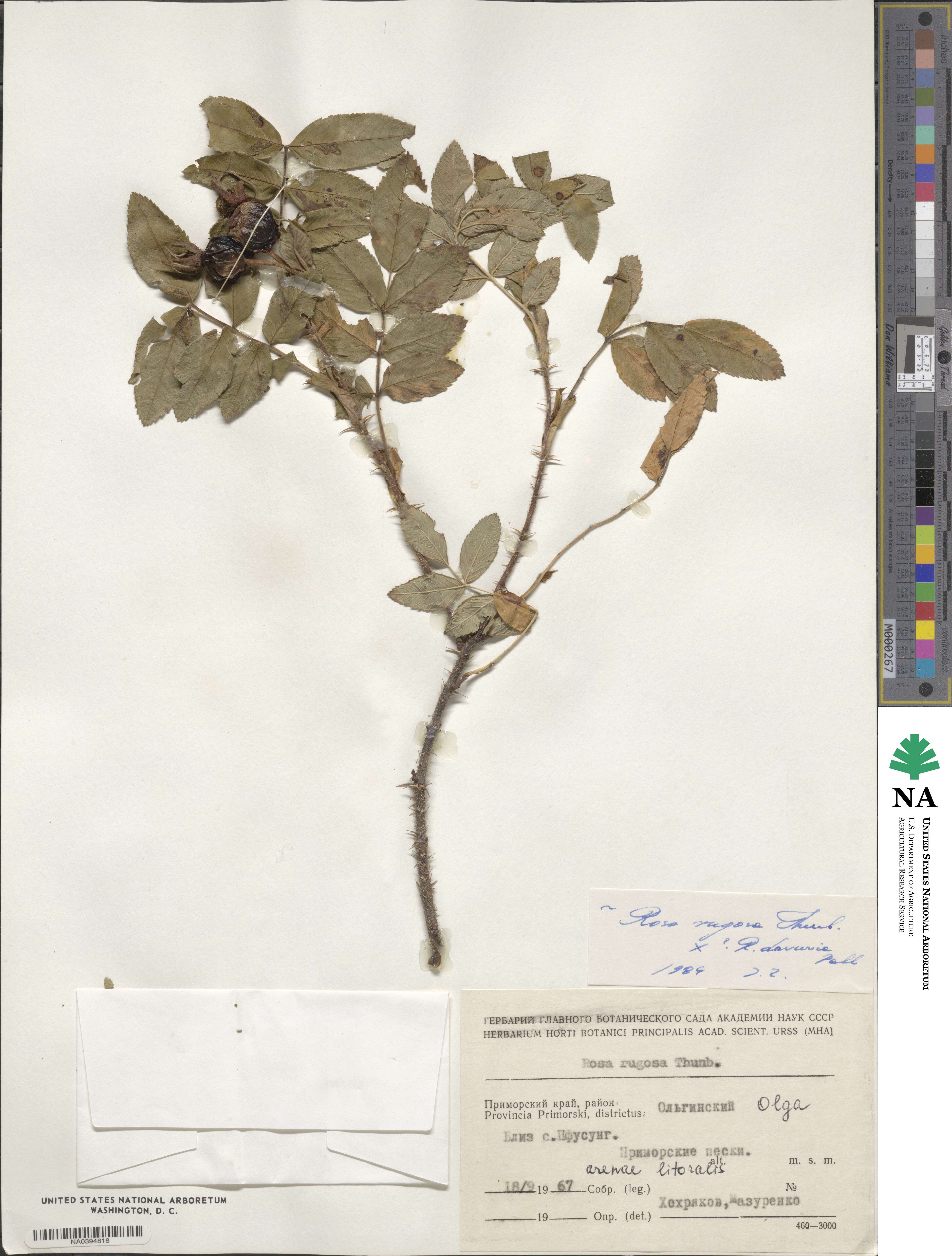 Rosa rugosa image