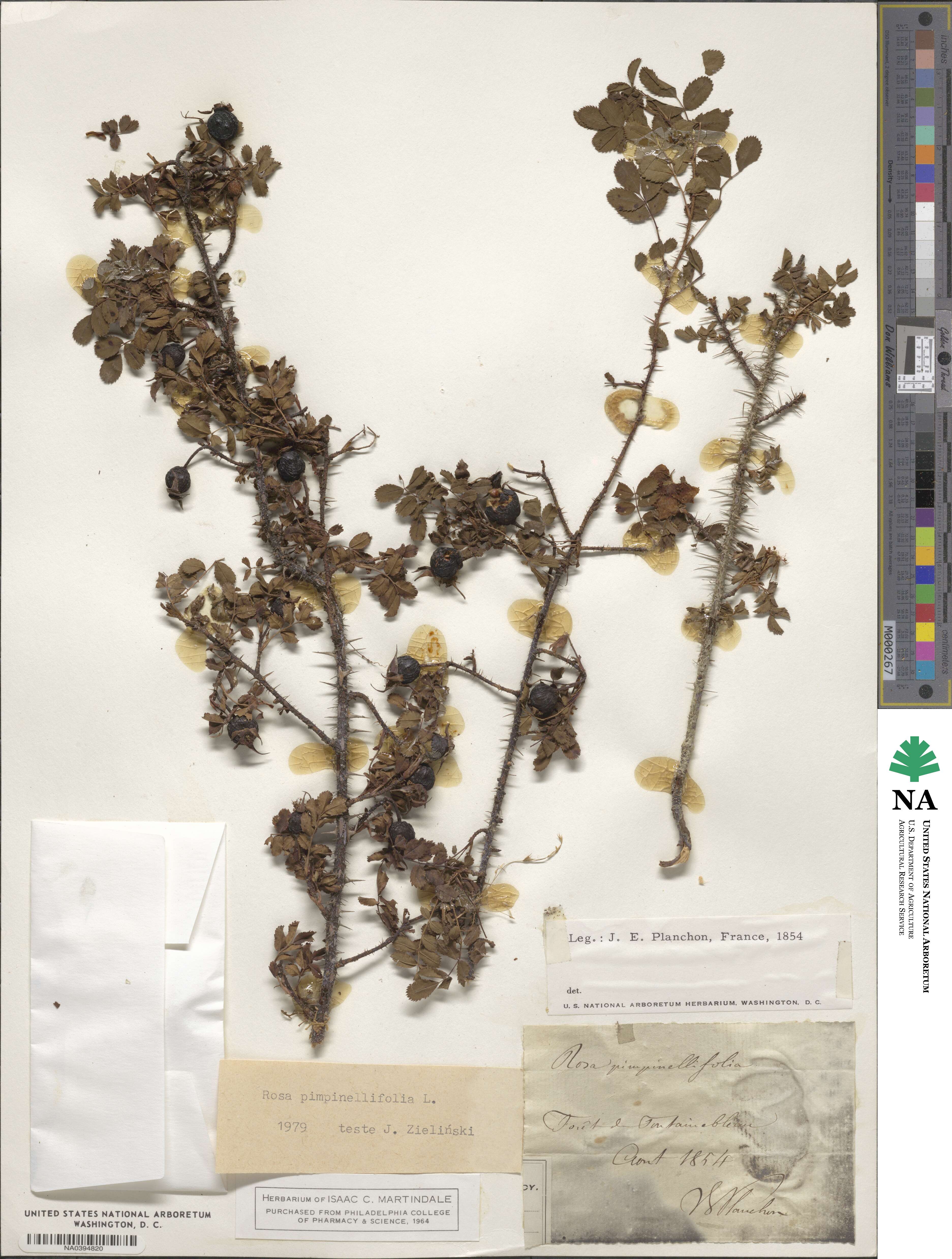 Rosa pimpinellifolia image