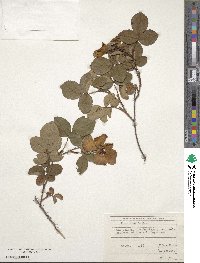 Rosa gallica image