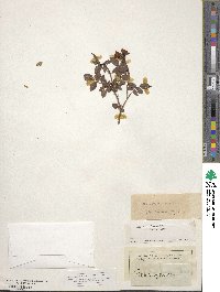 Rosa sempervirens image