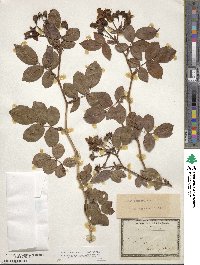 Rosa sempervirens image