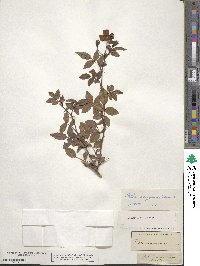 Rosa sempervirens image