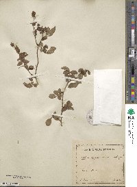 Rosa sempervirens image