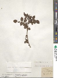 Rosa sepium image