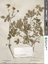 Rosa carolina subsp. carolina image