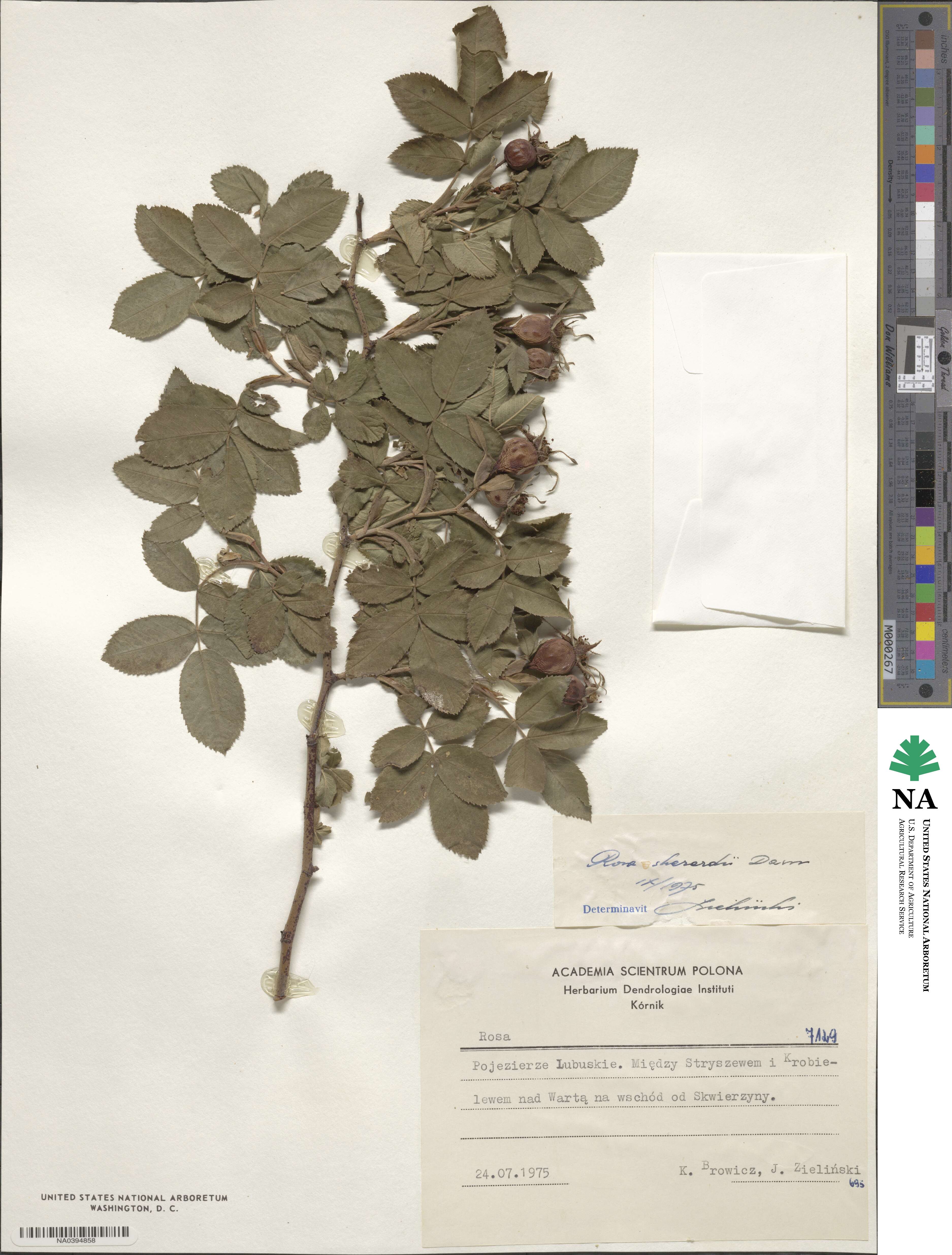 Rosa sherardii image