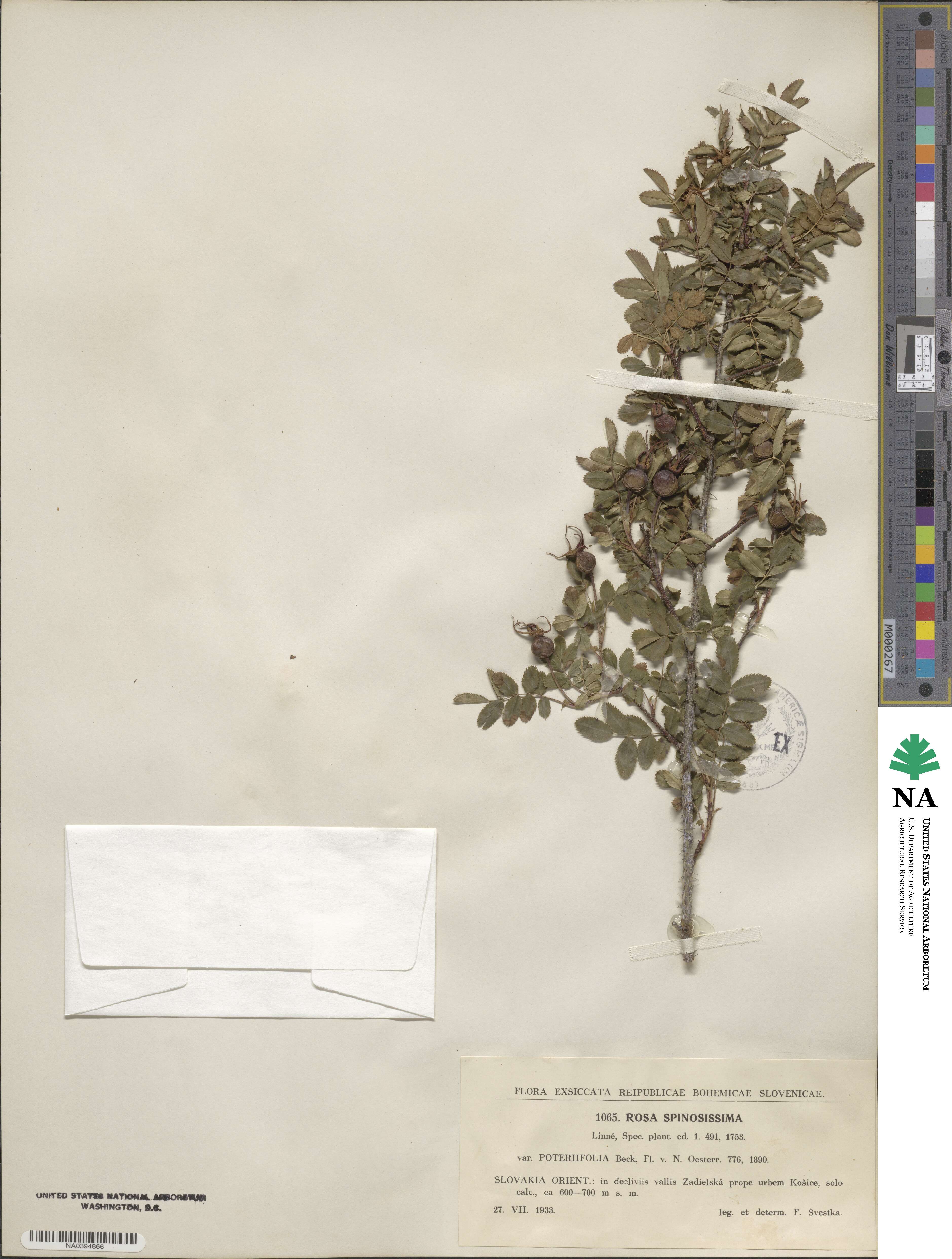 Rosa spinosissima image