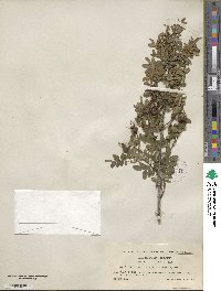 Rosa spinosissima image