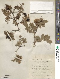 Rosa tomentosa image