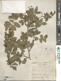 Rosa tomentosa image