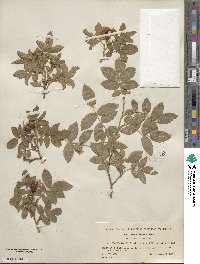 Rosa tomentosa image