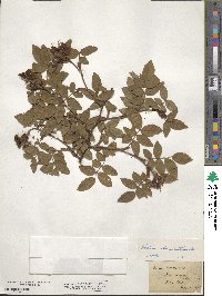 Rosa tomentosa image