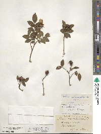 Rosa tomentosa image