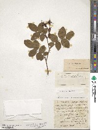 Rosa tomentosa image