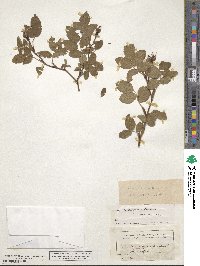 Rosa tomentosa image