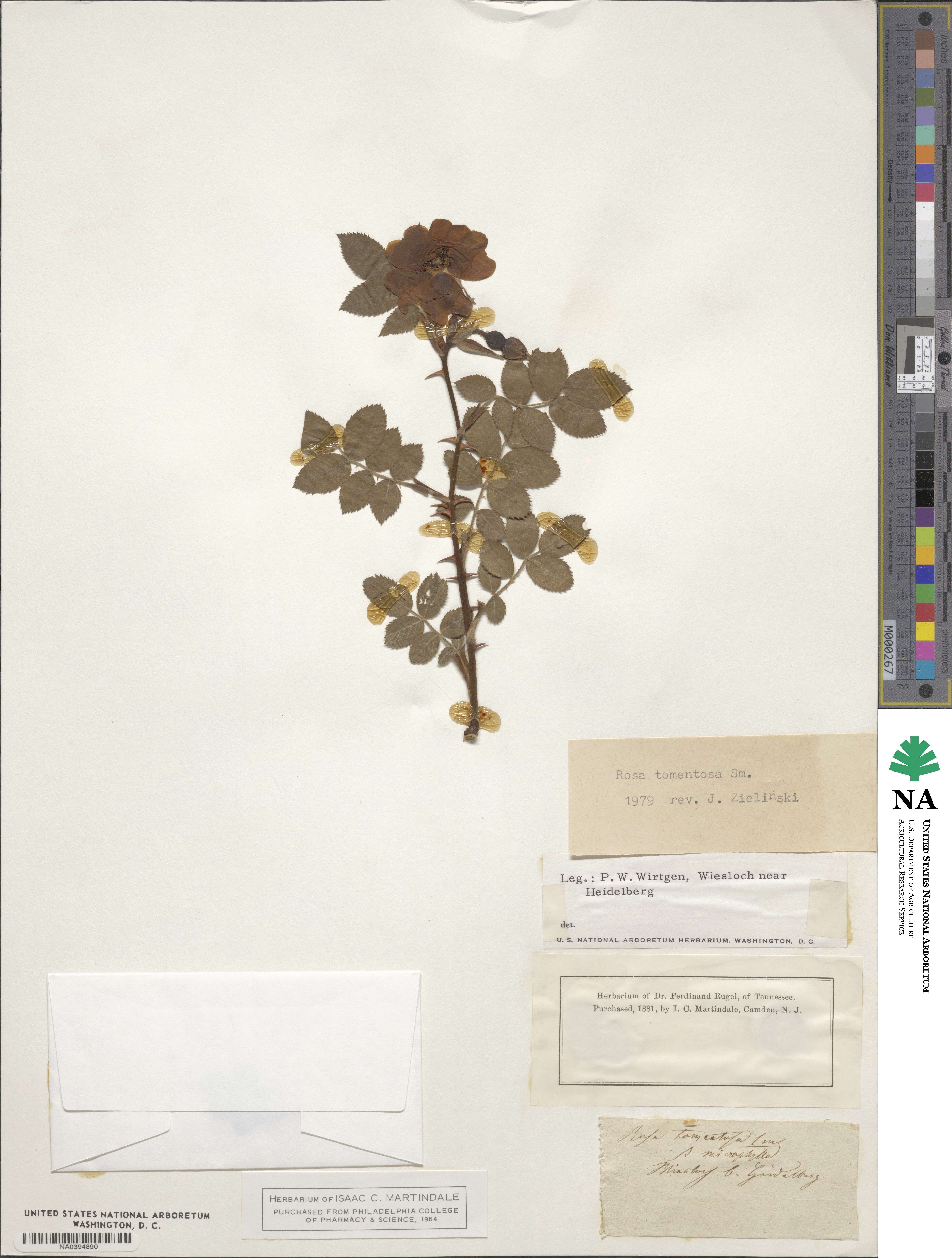 Rosa tomentosa image