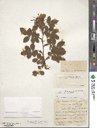 Rosa tomentosa image