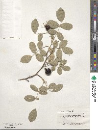 Rosa villosa image