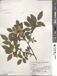 Rosa acicularis image