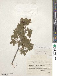 Rosa acicularis image