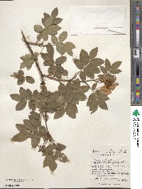 Rosa acicularis image