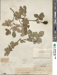 Rosa sempervirens image